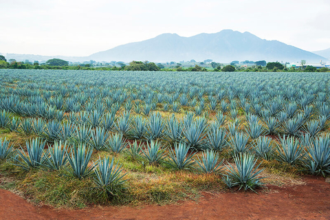 Tequila agave field // Photo by camaralenta/iStock/Getty Images Plus/Getty Images An agave field with mountains in the background in Tequila, Mexico